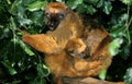 BLACK LEMUR eulemur macaco, FEMALE CARRYING YOUNG Royalty Free Stock Photo