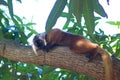 Black lemur (Eulemur macaco) Royalty Free Stock Photo