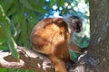 Black lemur (Eulemur macaco) Royalty Free Stock Photo