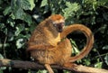 Black Lemur, eulemur macaco, Female Scratching Tail