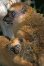 Black Lemur, eulemur macaco, Female with Young Royalty Free Stock Photo