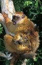 Black Lemur, eulemur macaco, Female with Young Royalty Free Stock Photo