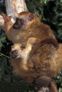 Black Lemur, eulemur macaco, Female with young standing on Branch Royalty Free Stock Photo