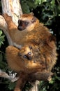 Black Lemur, eulemur macaco, Female with young standing on Branch Royalty Free Stock Photo