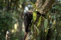 black lemur, eulemur macaco Royalty Free Stock Photo