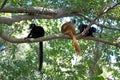 Black Lemur (Eulemur macaco) Royalty Free Stock Photo