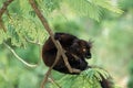 BLACK LEMUR eulemur macaco, MALE HANGING FROM BRANCH, MADAGASCAR Royalty Free Stock Photo