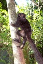 Black lemur (Eulemur macaco) Royalty Free Stock Photo