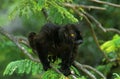 Black Lemur, eulemur macaco, Male standing on Branch Royalty Free Stock Photo
