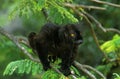 MAKI MACACO eulemur macaco Royalty Free Stock Photo