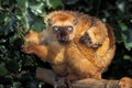 Black Lemur, eulemur macaco, Mother with Young standing on Branch Royalty Free Stock Photo