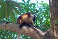 Black lemur (Eulemur macaco) Royalty Free Stock Photo