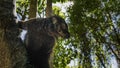 A black lemur Eulemur macaco is sitting on a tree, holding onto the trunk Royalty Free Stock Photo