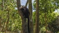 A black lemur Eulemur macaco is sitting on a tree trunk, looking down. Royalty Free Stock Photo