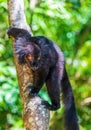 Black lemur (Eulemur macaco) on a tree Royalty Free Stock Photo