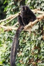 Black lemur (Eulemur macaco) Royalty Free Stock Photo