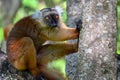 Black lemur Ã¢â¬â female , Portrait. Eulemur macaco, Madagascar nature. Royalty Free Stock Photo