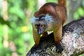 Black lemur Ã¢â¬â female , Portrait. Eulemur macaco, Madagascar nature. Royalty Free Stock Photo