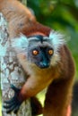 Black lemur Ã¢â¬â female , Portrait. Eulemur macaco, Madagascar nature. Royalty Free Stock Photo