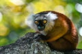 Black lemur Ã¢â¬â female , Portrait. Eulemur macaco, Madagascar nature. Royalty Free Stock Photo