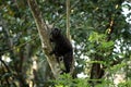 black lemur, eulemur macaco Royalty Free Stock Photo