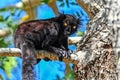 Black lemur Ã¢â¬â male , Portrait. Eulemur macaco, Madagascar nature. Royalty Free Stock Photo