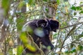 Black lemur Milne-Edwards\'s sifaka with baby, Propithecus edwardsi, Madagascar wildlife animal