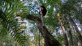 Black lemur Milne-Edwards\'s sifaka, Propithecus edwardsi, Madagascar wildlife animal