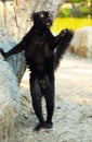 Black lemur Royalty Free Stock Photo