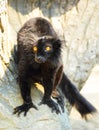 Black lemur Royalty Free Stock Photo