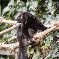 Black lemur on the rope Royalty Free Stock Photo