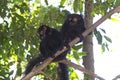 Black lemurs (Eulemur macaco) Royalty Free Stock Photo