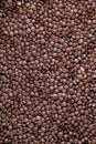 Black Lentils Black masoor Dal Royalty Free Stock Photo