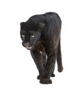 Black Leopard (6 years)