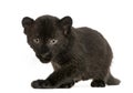 Black Leopard cub, 3 weeks old, staring and prowling Royalty Free Stock Photo