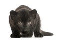 Black Leopard cub, 3 weeks old, staring and prowling Royalty Free Stock Photo