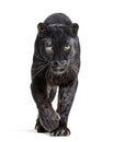 black leopard, panthera pardus, walking towards and staring at the camera, isolated on white Royalty Free Stock Photo