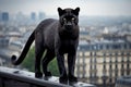 A black leopard perches on a Parisian roof