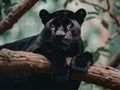 A black leopard resting on a tree branch. AI generative image.