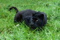 Black Leopard Stalking in Long Grass