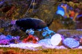 Black Leopard Wrasse - Macropharyngodon negrosensis Royalty Free Stock Photo