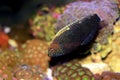 Black Leopard Wrasse - Macropharyngodon negrosensis Royalty Free Stock Photo