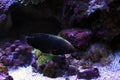 Black Leopard Wrasse - Macropharyngodon negrosensis Royalty Free Stock Photo