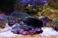 Black Leopard Wrasse - Macropharyngodon negrosensis Royalty Free Stock Photo