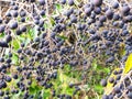 Black Ligustrum lucidum berries Royalty Free Stock Photo