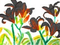 Black lilies