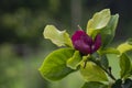 Black lily magnolia (Magnolia liliiflora \'nigra\') flowers. Magenta blossom shrub in the family Magnoliaceae,