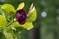 Black lily magnolia (Magnolia liliiflora \'nigra\') flowers. Magenta blossom shrub in the family Magnoliaceae,