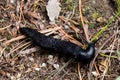 Black limax in forest Royalty Free Stock Photo