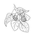 Black line hand drawn fresh Humulus lupulus branches with cones and leaf, vintage sketch of decorative herbs for alcohol